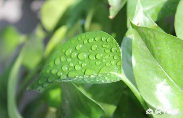 花叶绿萝-花叶绿萝的养殖方法和注意事项