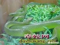 大王蛇图片(黄锦蛇图片有毒吗？)