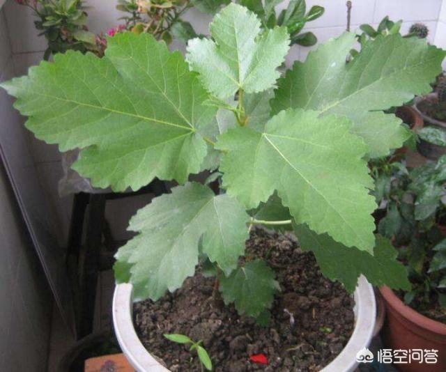 果园周边可以种植月季吗,果园周边可以种植月季吗视频