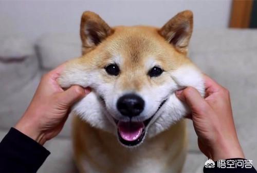 狗狗能不能吃火腿肠,第3张