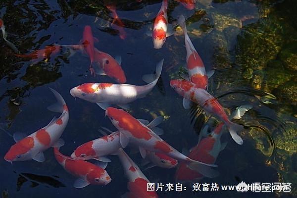 锦鲤鱼苗批发市场地址 锦鲤水花在每年几月份购买？