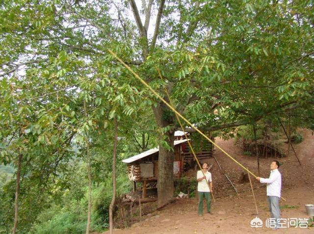 花卉苗圃地除草 树木有哪些