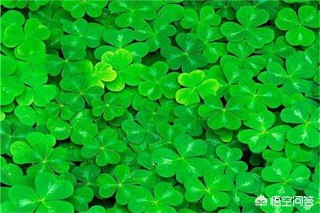 幸运草桂林市有卖吗在哪里