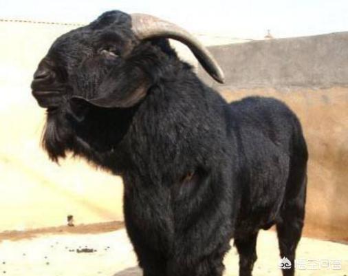 努比亚山羊怎么吃最好(图2)