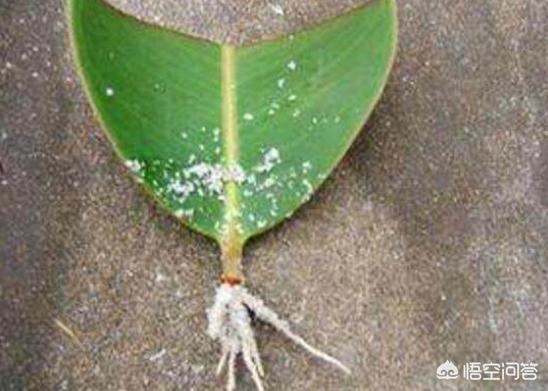 橡皮树扦插（橡皮树扦插时间与方法）