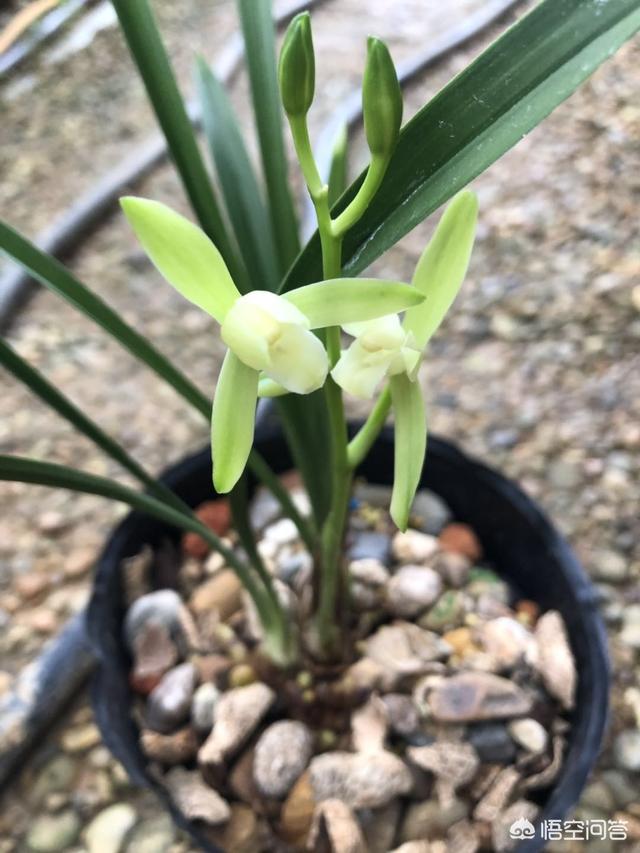 北方花园种植阳台花卉好吗,北方花园种植阳台花卉好吗视频