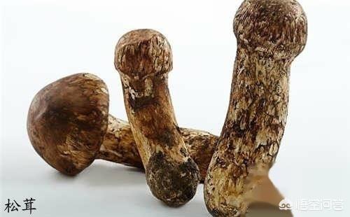 成都黑帽门9段视频（成都黑帽门9段视频链接）