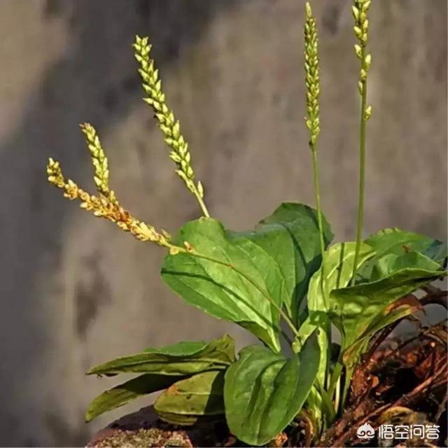 车前子的种植方法，车前子种植方法和时间