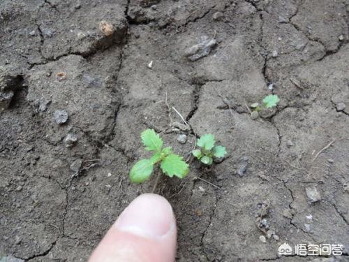 草莓发芽?草莓发芽的样子图片!