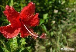 扶桑花和木槿花的区别（扶桑花为什么叫死人花）