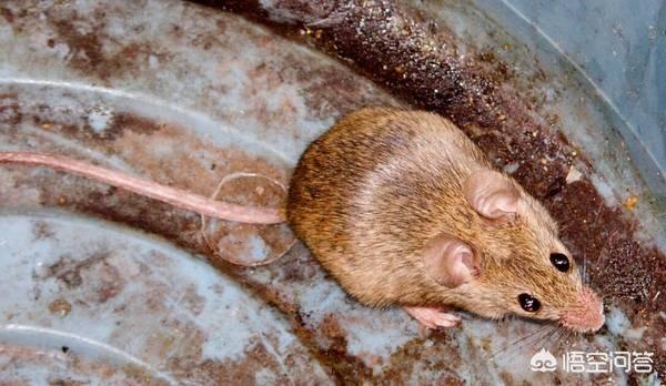 老鼠一窝生几只_老鼠一窝能生多少