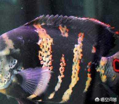 地图鱼颜色变浅
