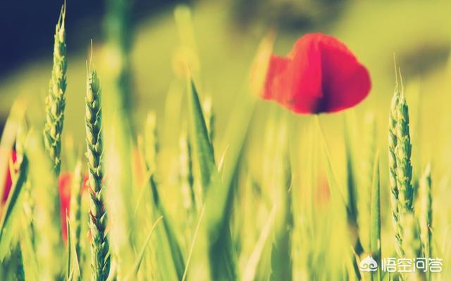 网球正手削球？