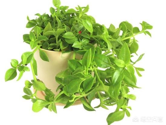 彩色花牡丹吊兰怎么养护和管理(图2)