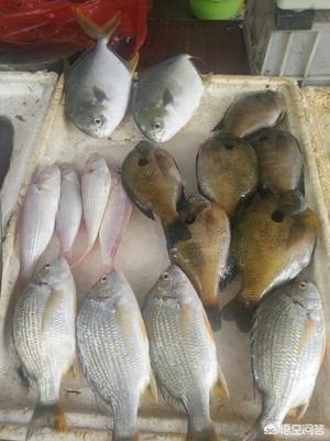 金鲳鱼多少钱一斤（金鲳鱼为何被国家禁了）