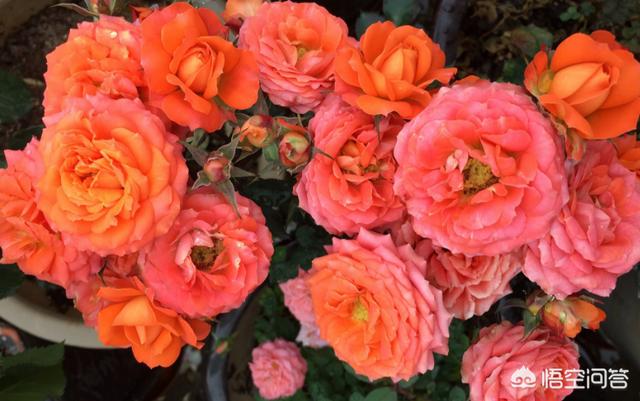 深圳适合种什么品种月季？