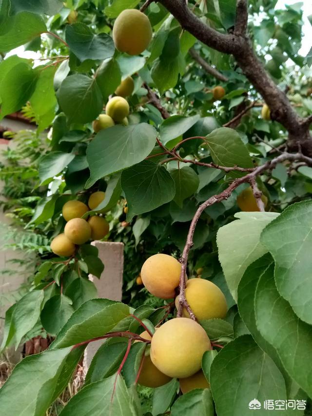 伊犁果园种植情况介绍图片,伊犁果园种植情况介绍图片大全