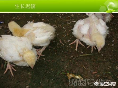 饲料中霉菌毒素的危害及其控制技术研究进展-饲料中霉菌毒素的危害及其控制技术研究进展论文