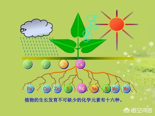 大量元素水溶肥?大量元素水溶肥的作用与功效!