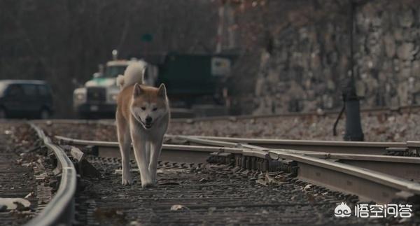 忠犬八公中上野英三郎的特点