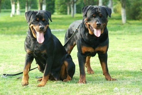 罗威纳犬三四个月时的食物量