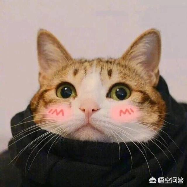 星座最完美搭配男生头像(图5)