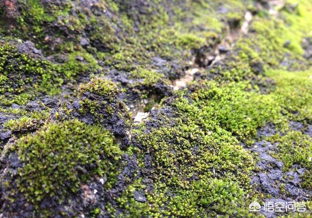 露台花园苔藓怎么种植视频,露台花园苔藓怎么种植视频教程