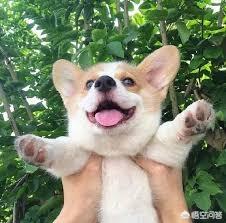 柯基犬立耳最晚什么时候