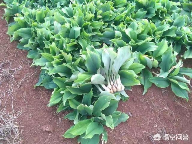 沙姜种植方法，沙姜种植方法和时间