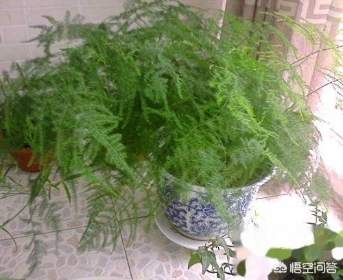 苗木养护有哪些 草类,苗木养护有哪些 草类植物