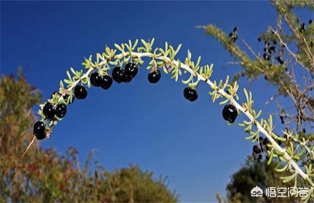 黑枸杞怎么种植方法，黑枸杞怎么种植方法视频