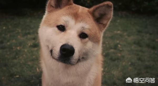 忠犬八公中上野英三郎的特点