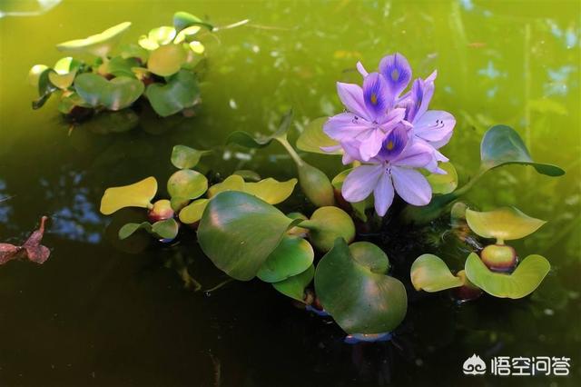 浮水花卉答案?浮水花卉名词解释!