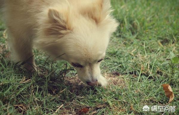 英系博美犬价格?英系博美犬价格及图片!