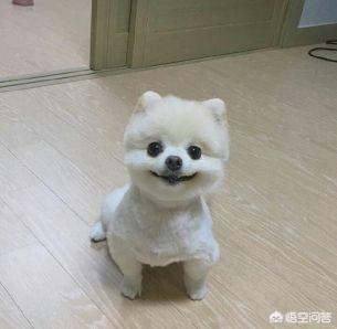 三个月大的博美犬洗澡时可以用人的沐浴露吗