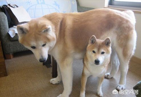 如何区分柴犬与秋田犬,第2张