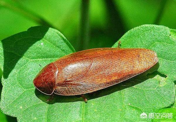 诱杀（诱杀蟑螂最有效的方法）