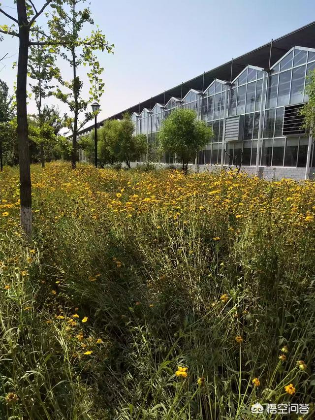 花卉温室大棚建设报价? 花卉温室大棚建设报价明细表!