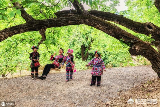 花卉苗圃地除草 树木有哪些