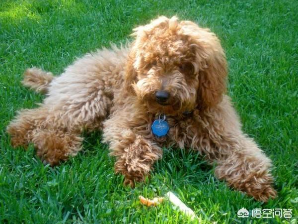 我泰迪狗狗吃黄瓜，你们给它吃吗,第1张