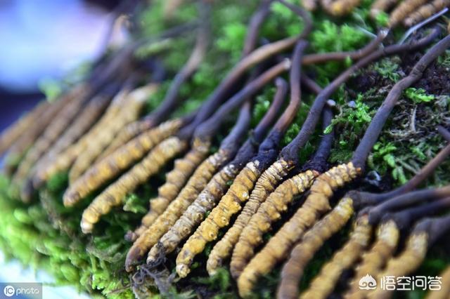 虫草炖汤如何搭配好吃窍门(图18)