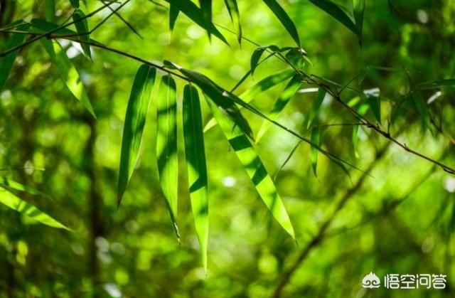 傲骨梅无仰面花?傲骨梅无仰面花虚心竹有低头叶的意思!