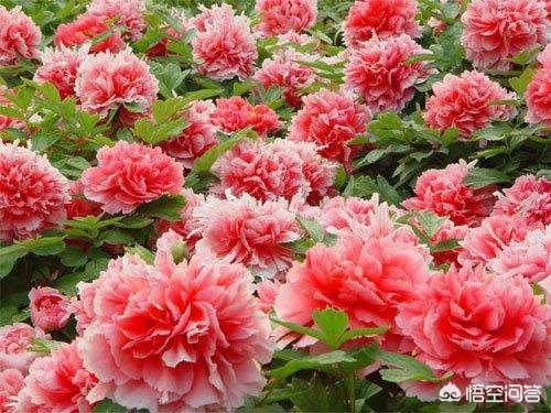 菏泽市以后发展怎么样了