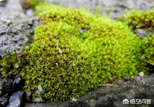 露台花园苔藓怎么种植视频,露台花园苔藓怎么种植视频教程