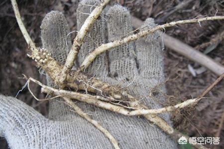 重楼的种植方法，重楼的种植方法和时间