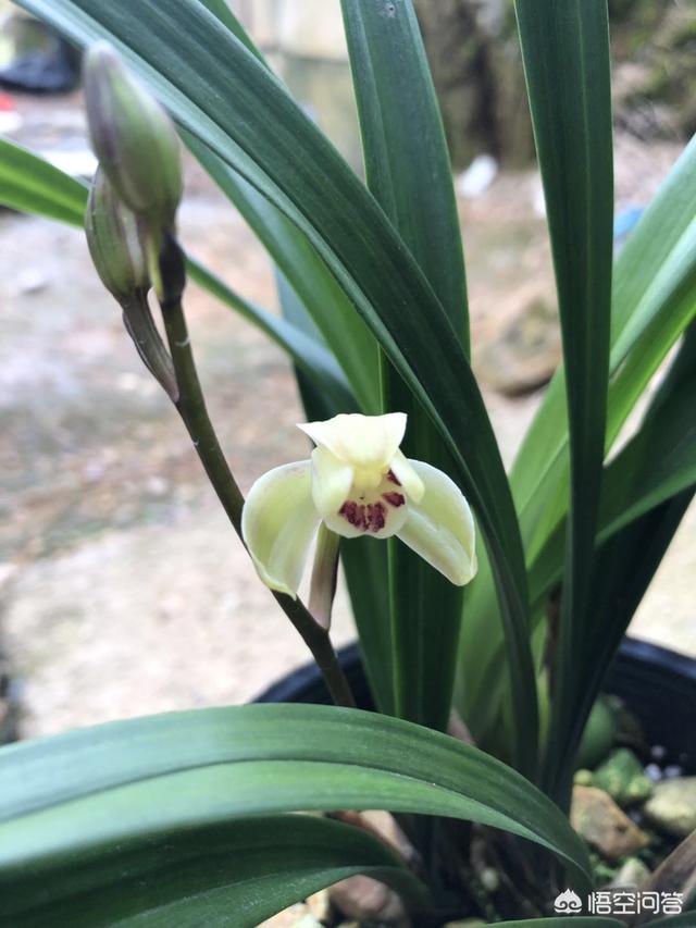 北方花园种植阳台花卉好吗,北方花园种植阳台花卉好吗视频