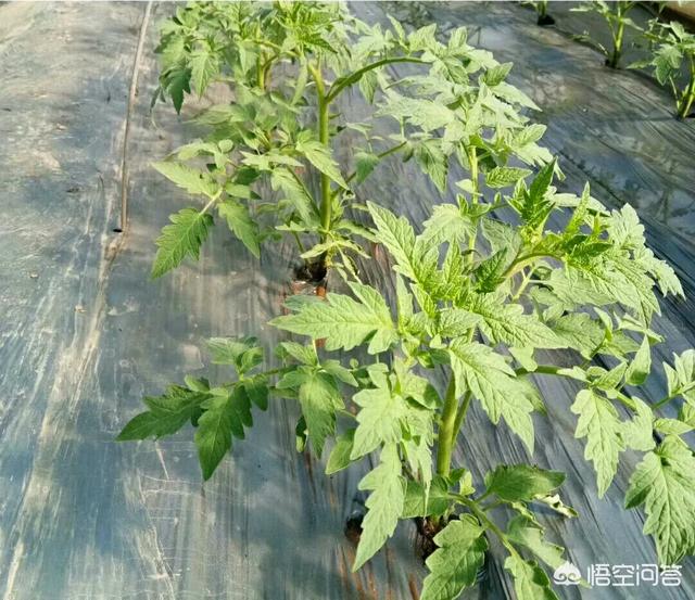 花卉浇水原则是什么 种植方式