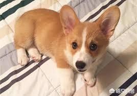 柯基犬立耳最晚什么时候