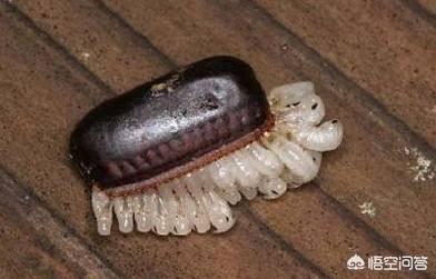 蟑螂卵长什么样（蟑螂卵长啥样？）