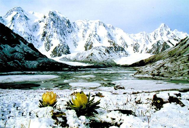 冰山雪莲花?冰山雪莲花图片!